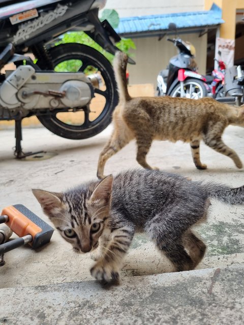 Kelvin  - Tabby Cat