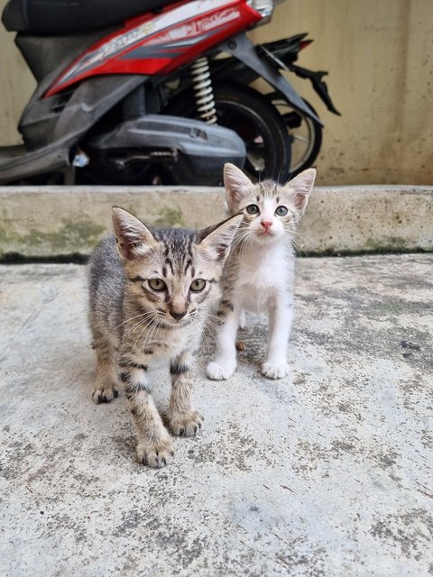 Kelvin  - Tabby Cat