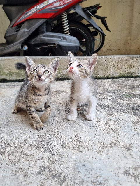 Kelvin  - Tabby Cat
