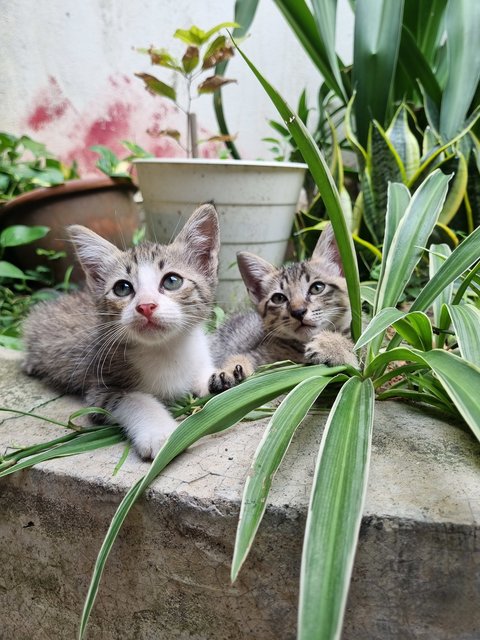 Kelvin  - Tabby Cat