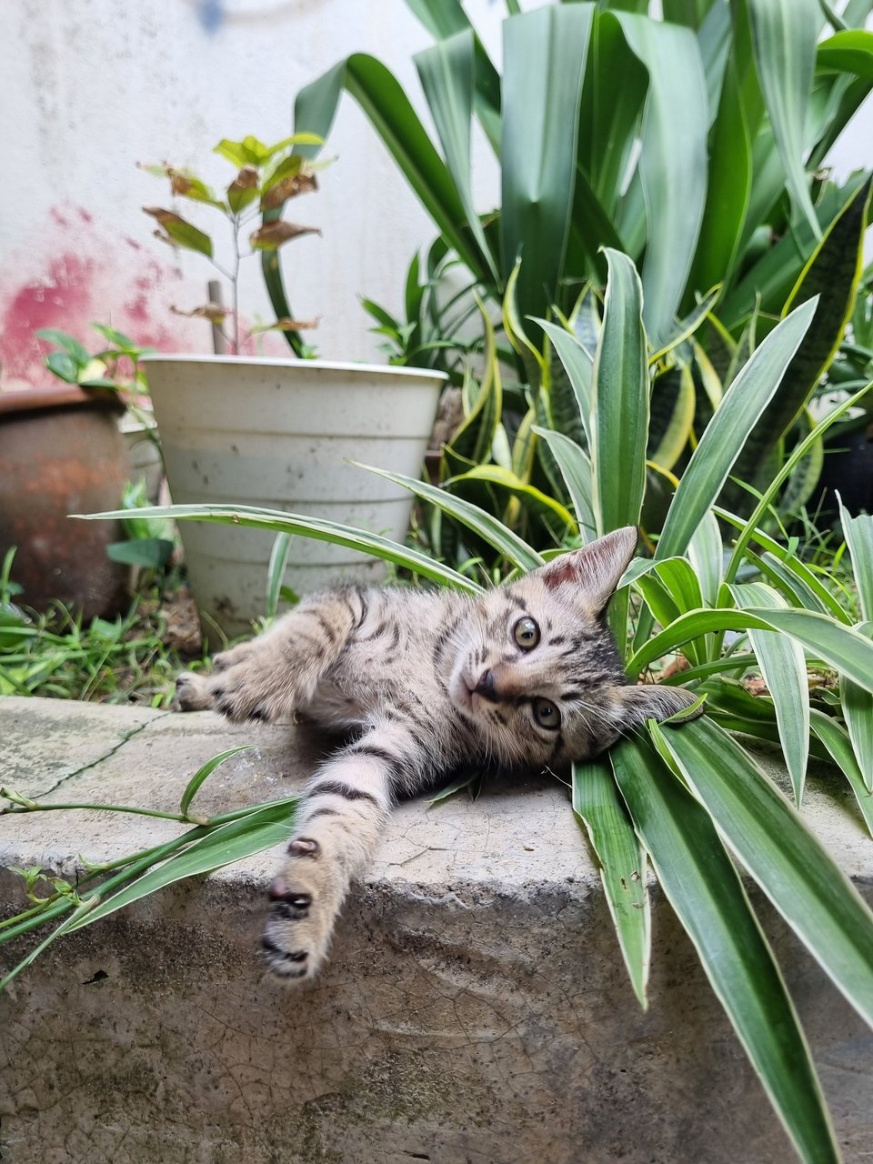Kelvin  - Tabby Cat