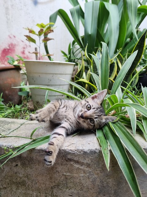 Kelvin  - Tabby Cat