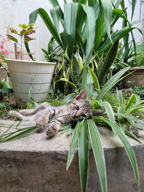 Kelvin  - Tabby Cat