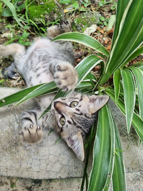 Kelvin  - Tabby Cat