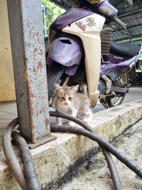 Karl - Tabby Cat
