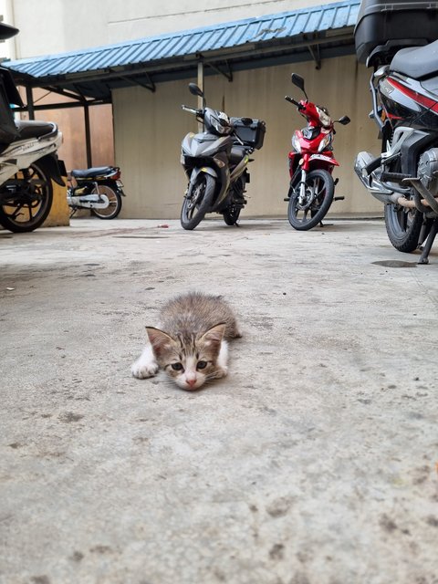 Karl - Tabby Cat