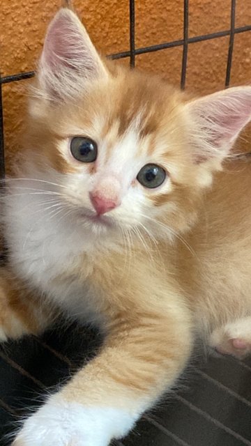 M.oyen 🧡 - Domestic Long Hair Cat