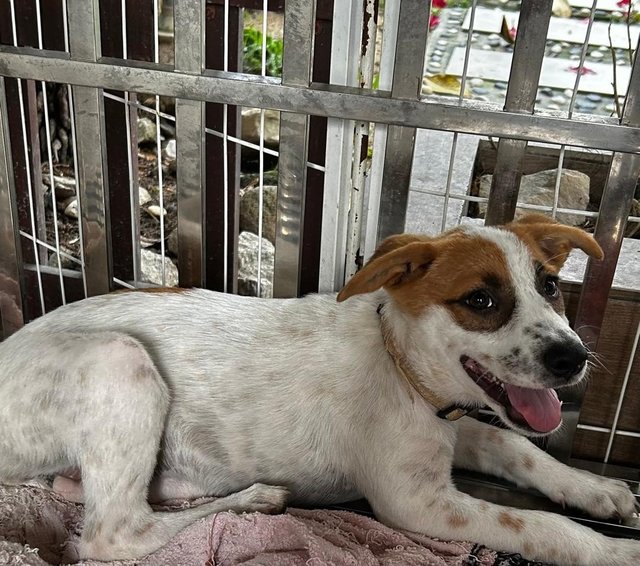 Luna Jack Russell  Mixed  - Jack Russell Terrier Dog