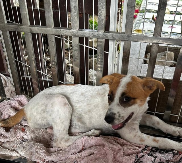 Luna Jack Russell  Mixed  - Jack Russell Terrier Dog