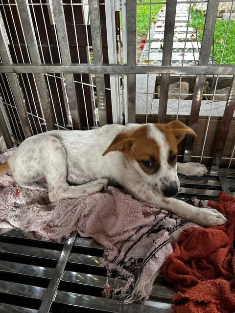 Luna Jack Russell  Mixed  - Jack Russell Terrier Dog