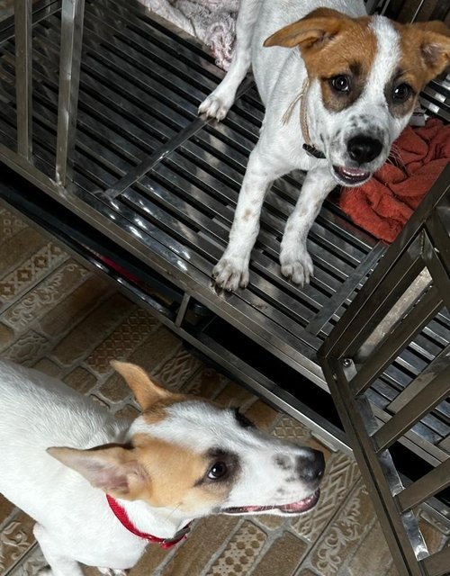 Luna Jack Russell  Mixed  - Jack Russell Terrier Dog