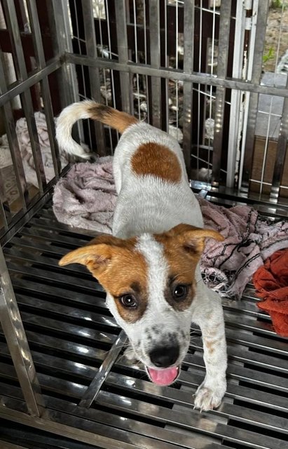 Luna Jack Russell  Mixed  - Jack Russell Terrier Dog