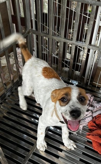 Luna Jack Russell  Mixed  - Jack Russell Terrier Dog