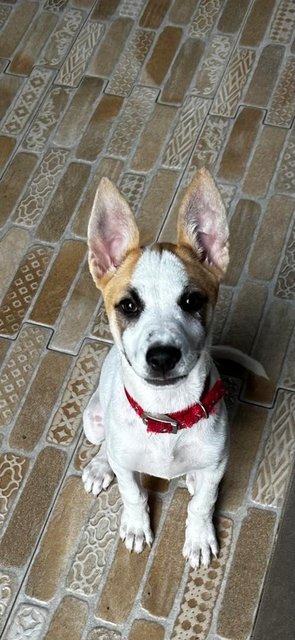 Luna Jack Russell  Mixed  - Jack Russell Terrier Dog