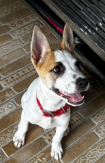 Luna Jack Russell  Mixed  - Jack Russell Terrier Dog