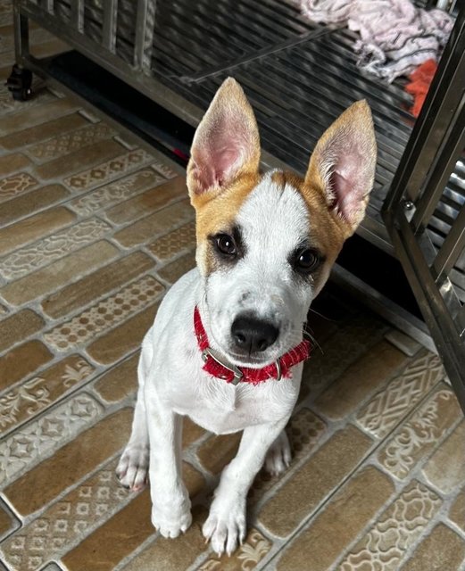 Luna Jack Russell  Mixed  - Jack Russell Terrier Dog