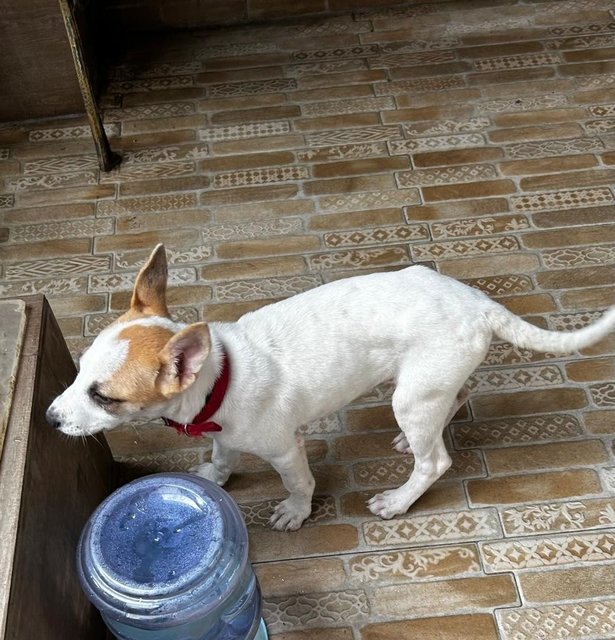 Luna Jack Russell  Mixed  - Jack Russell Terrier Dog