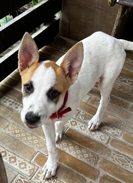 Luna Jack Russell  Mixed  - Jack Russell Terrier Dog