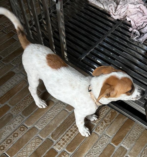 Luna Jack Russell  Mixed  - Jack Russell Terrier Dog