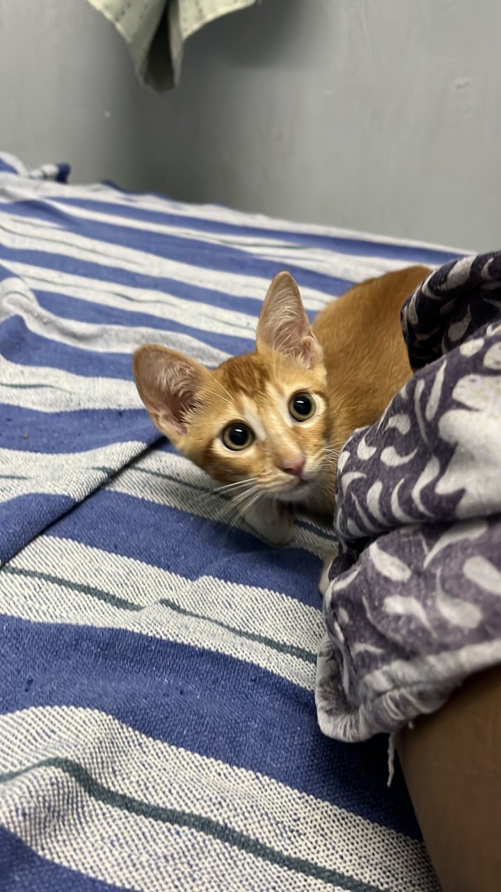 Fiefel - Domestic Short Hair Cat
