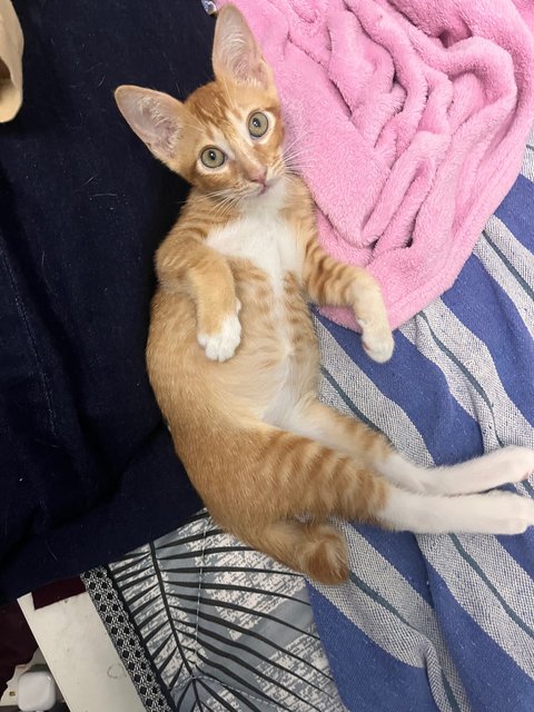 Fiefel - Domestic Short Hair Cat