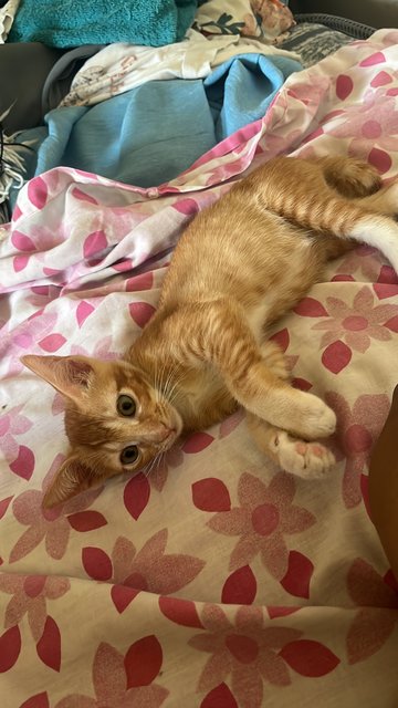 Fiefel - Domestic Short Hair Cat
