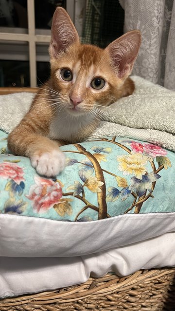 Fiefel - Domestic Short Hair Cat