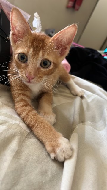 Fiefel - Domestic Short Hair Cat