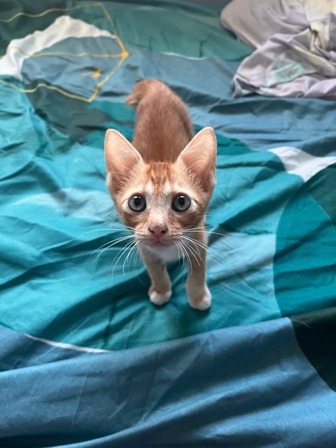 Fiefel - Domestic Short Hair Cat