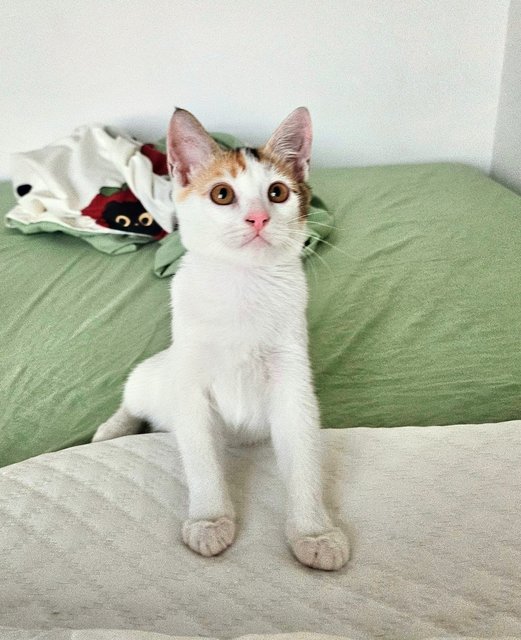 Hani &amp; Duri - Domestic Short Hair Cat