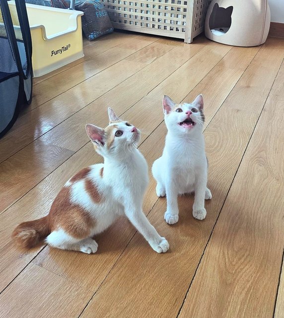 Hani &amp; Duri - Domestic Short Hair Cat