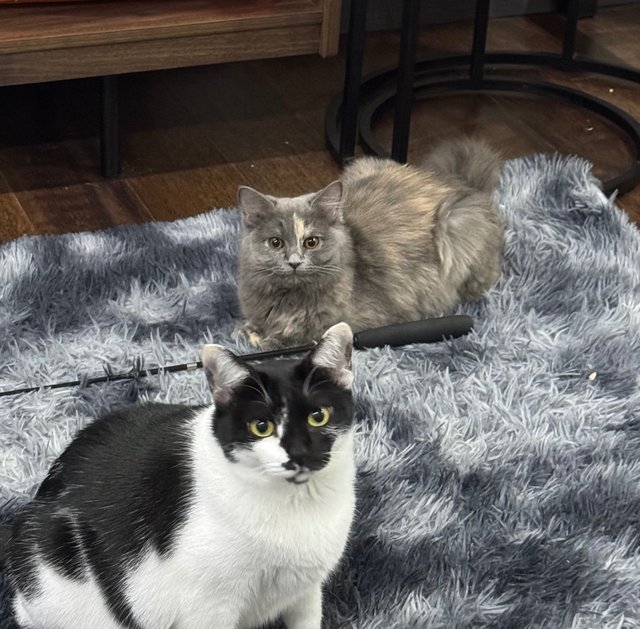 Luna And Luqa - Domestic Short Hair + American Curl Cat