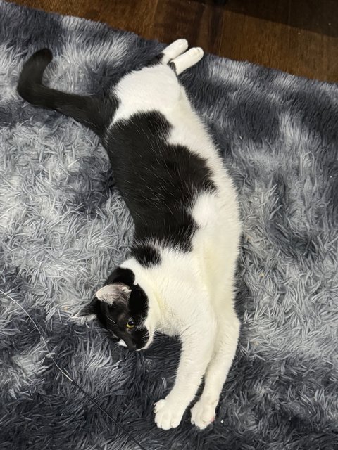 Luna And Luqa - Domestic Short Hair + American Curl Cat