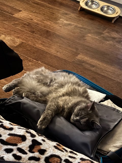 Luna And Luqa - Domestic Short Hair + American Curl Cat