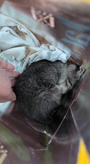 Female Tabby - Tabby Cat