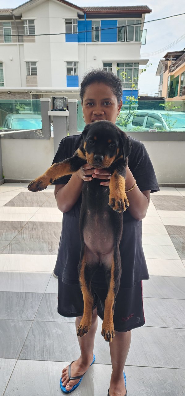 Rottweiler - Rottweiler Dog