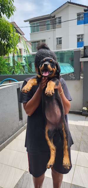 Rottweiler - Rottweiler Dog