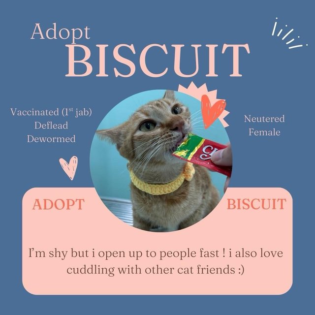 Biscuit - Domestic Short Hair Cat
