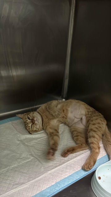 Biscuit - Domestic Short Hair Cat
