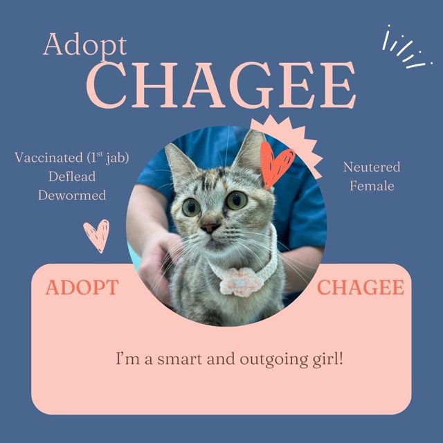 Chagee - Domestic Short Hair + Dilute Calico Cat