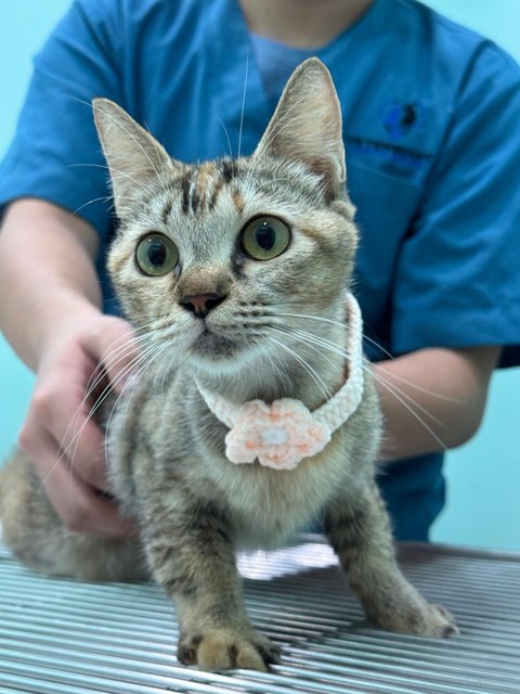 Chagee - Domestic Short Hair + Dilute Calico Cat