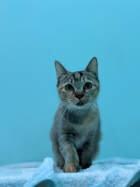 Chagee - Domestic Short Hair + Dilute Calico Cat