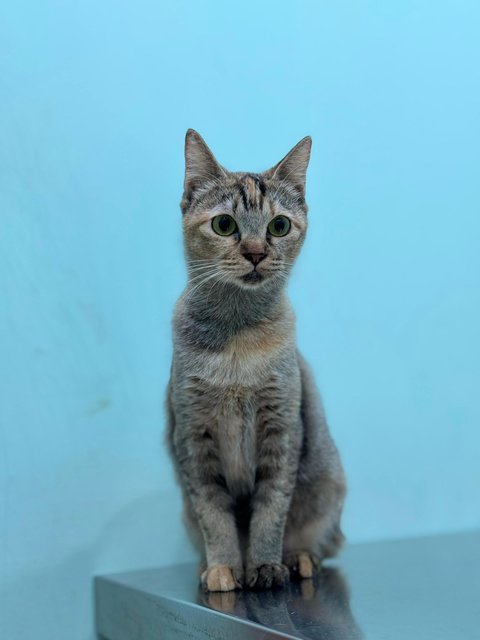 Chagee - Domestic Short Hair + Dilute Calico Cat