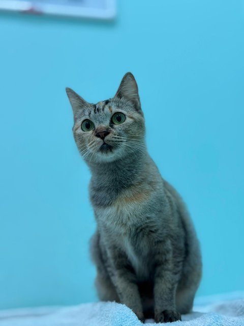 Chagee - Domestic Short Hair + Dilute Calico Cat