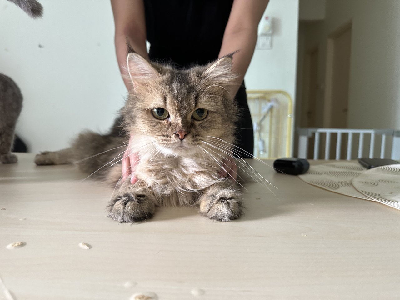 Zara - British Shorthair + Maine Coon Cat