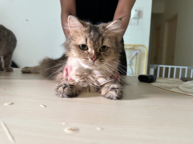 Zara - British Shorthair + Maine Coon Cat