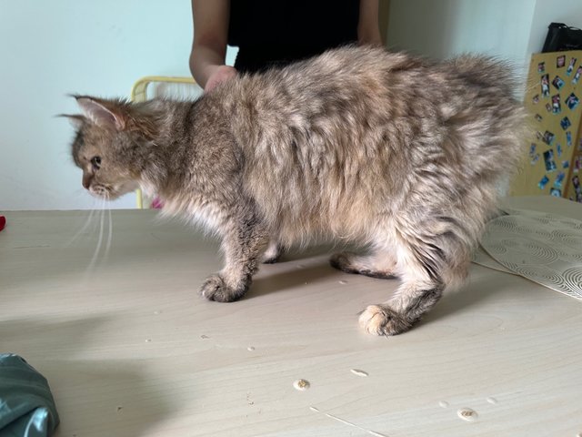 Zara - British Shorthair + Maine Coon Cat