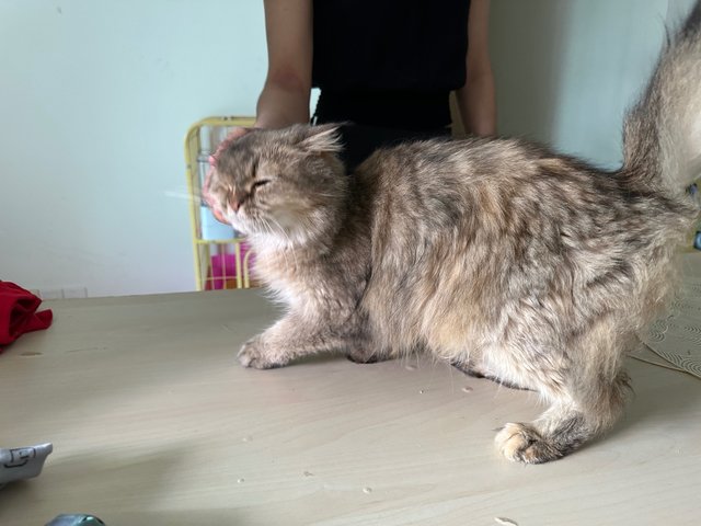 Zara - British Shorthair + Maine Coon Cat