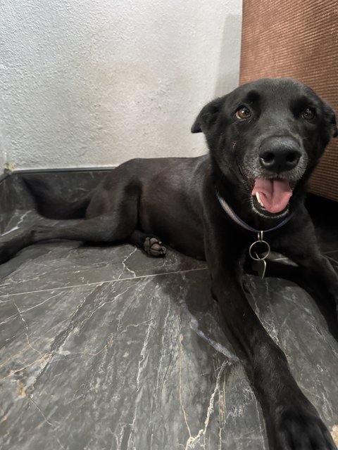 Mix Breed - Mixed Breed Dog