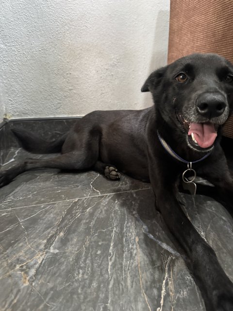 Mix Breed - Mixed Breed Dog